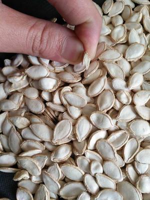 俄罗斯金丝白瓜籽